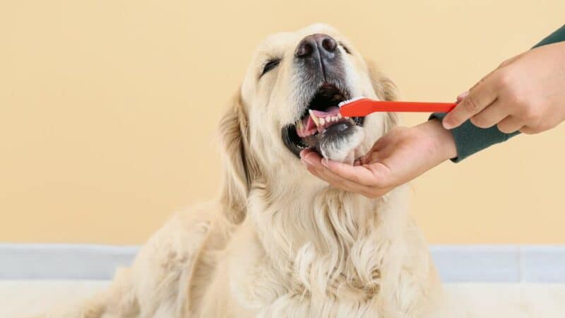 שיניים נקיות לכלבים